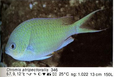 Chromis atripectoralis